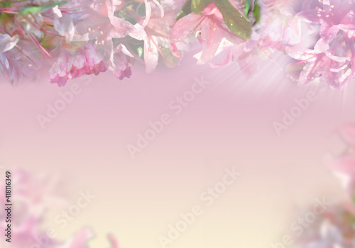 Tło wiosenne z pięknymi subtelnymi kwiatami azalii w kolorach pastelowego różu © Magdalena