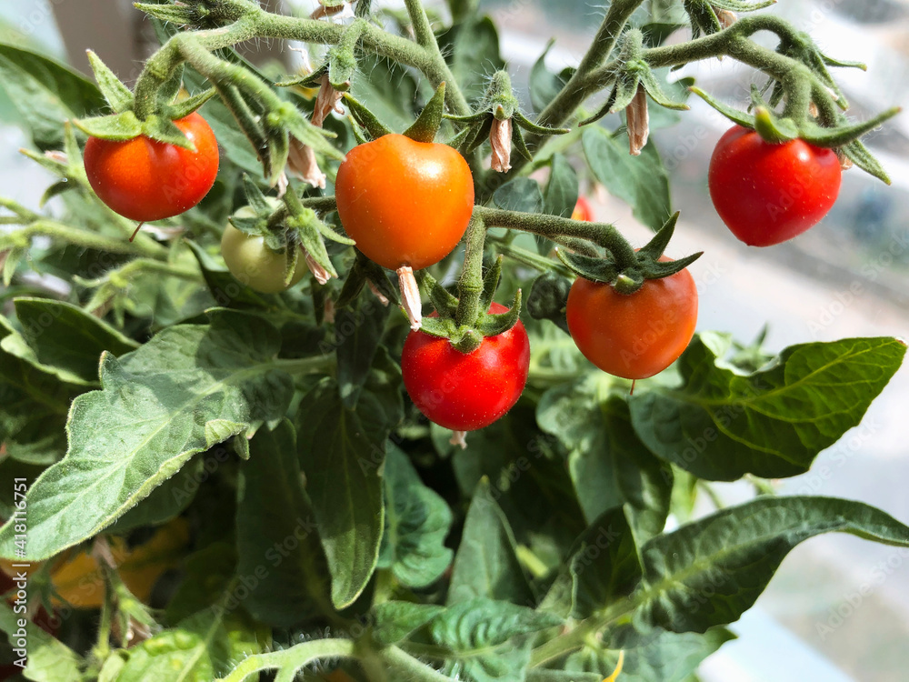 Balcony garden: ripe potted tomatoes on a balcony in a residential apartment building