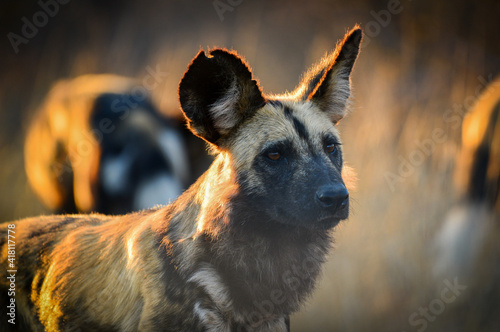 An endangered African wild dog, or painted wolf (Lycaon pictus), and its pack on a sunrise drive at Kruger National Park, South Africa.
