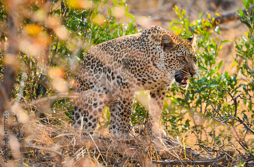 A leopard  Panthera pardus pardus  on hunting mode  Greater Kruger area  South Africa. 