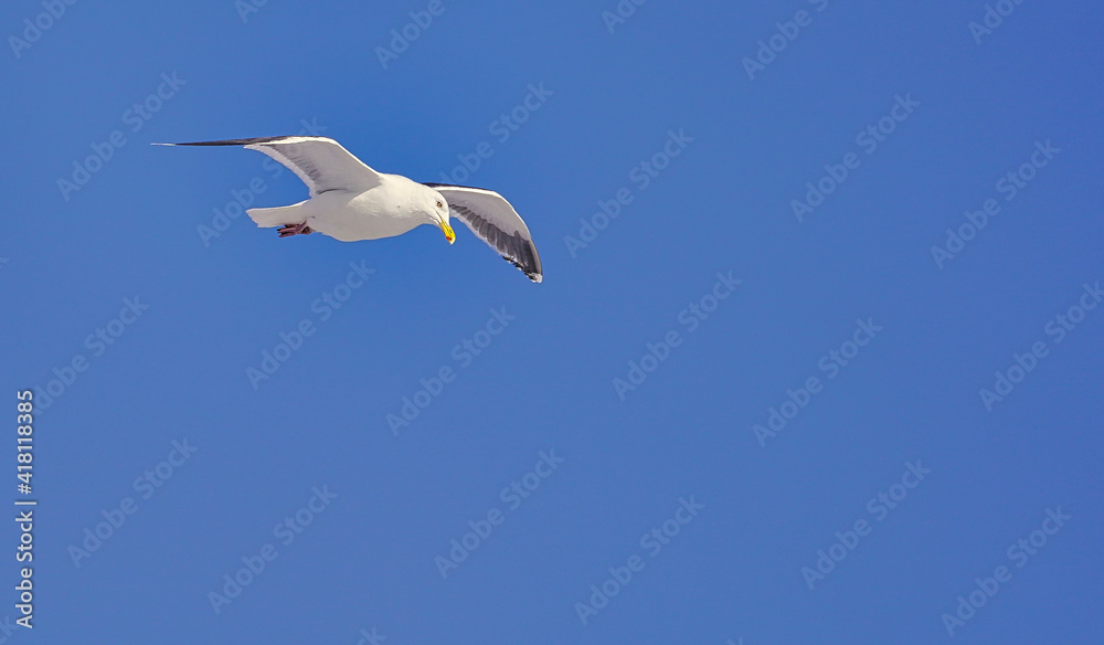 Obraz premium 潮風の便り