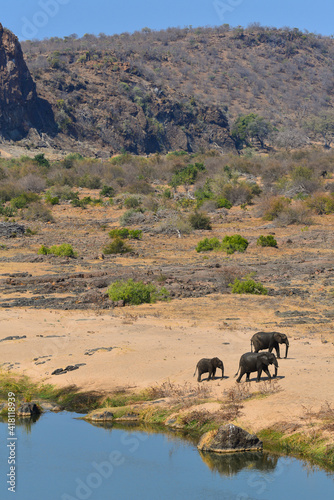 Canvas Print Elephants on the Olifants river bank, Kruger National Park, South Africa