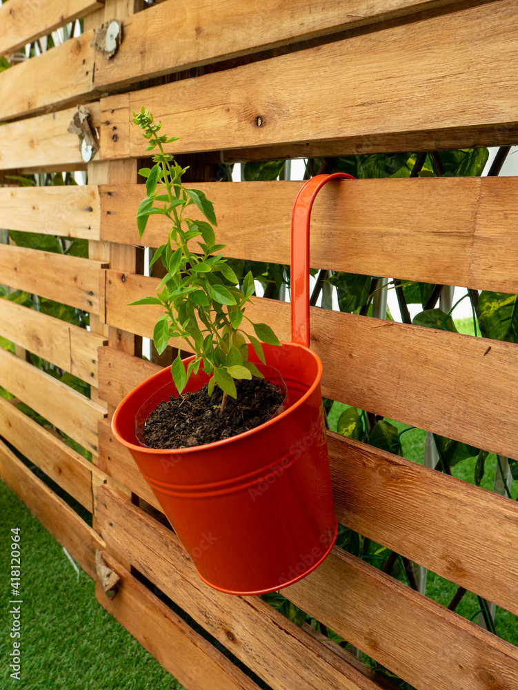 Basil (Ocimum basilicum), the Plant is in the Red Pot on a Wooden Pallet Background