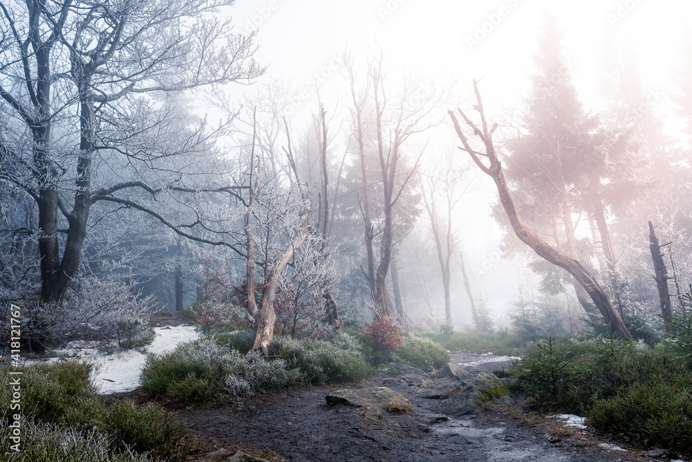 Frosted trees in the fog on the hiking trail. Frosted trees in the fog on the hiking trail.