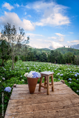The beautiful scenery of the Hydrangea flower field with a lone chair and flower basket at Khun Pae, Chiang Mai, Thailand.