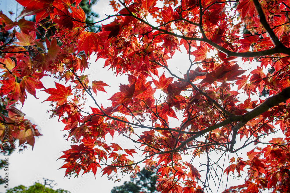 Red leaves og japanese maple in Albert Kahn park Red leaves og japanese maple in Albert Kahn park