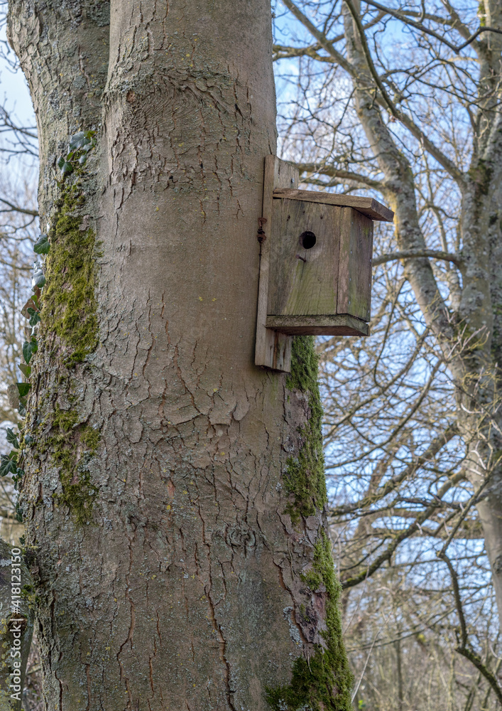 Wooden bird box on a large tree