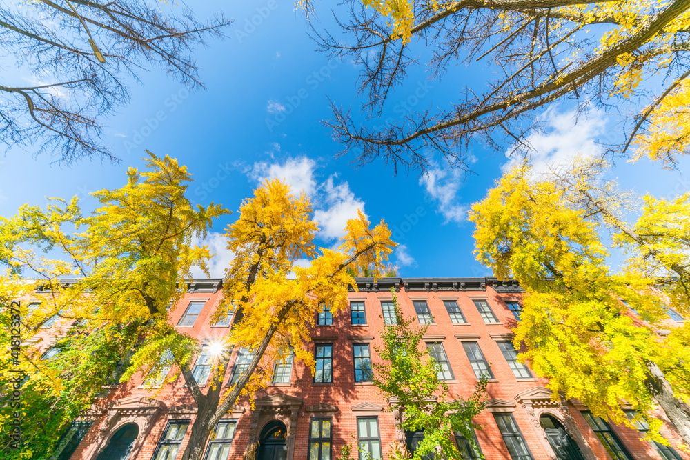 Autumn leaf color trees glow under blue sky at front of row of residential buildings in West Village at NEW York City NY USA.
