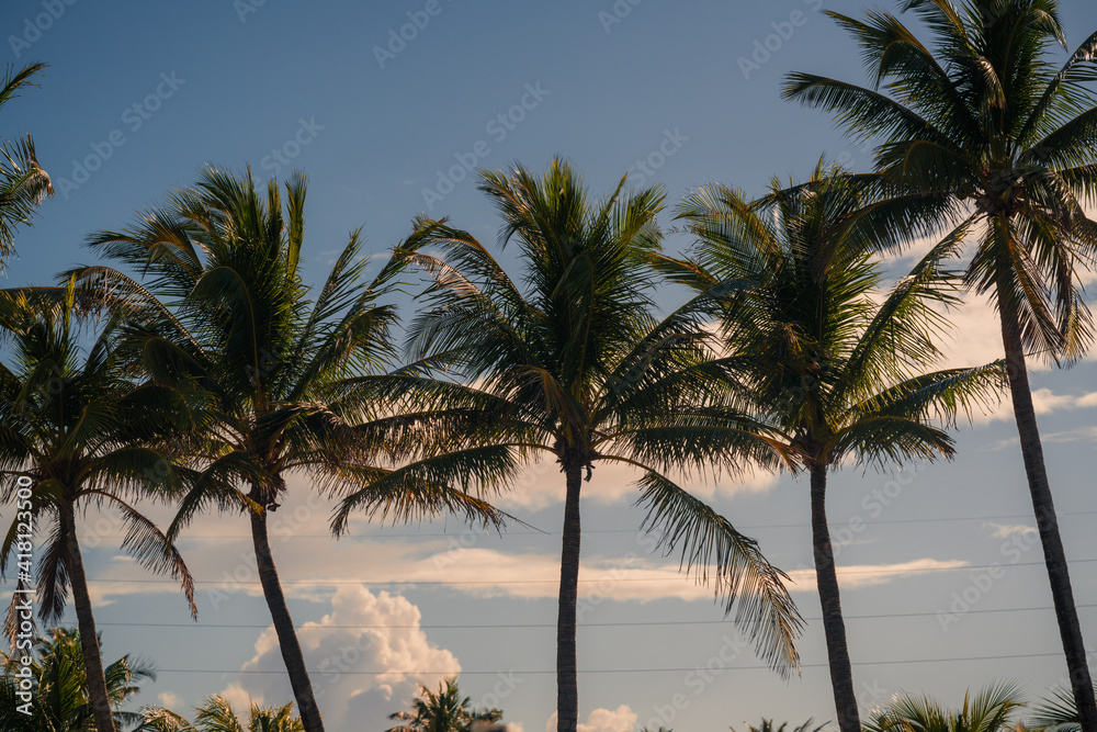 palm trees on the beach beautiful tropical summer  florida caribe 