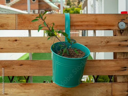 Porophyllum Ruderale is an Herbaceous Plant whose Leaves Can be Used for Seasoning Food, is Hanging in a Green Pot in a Wooden Pallet photo