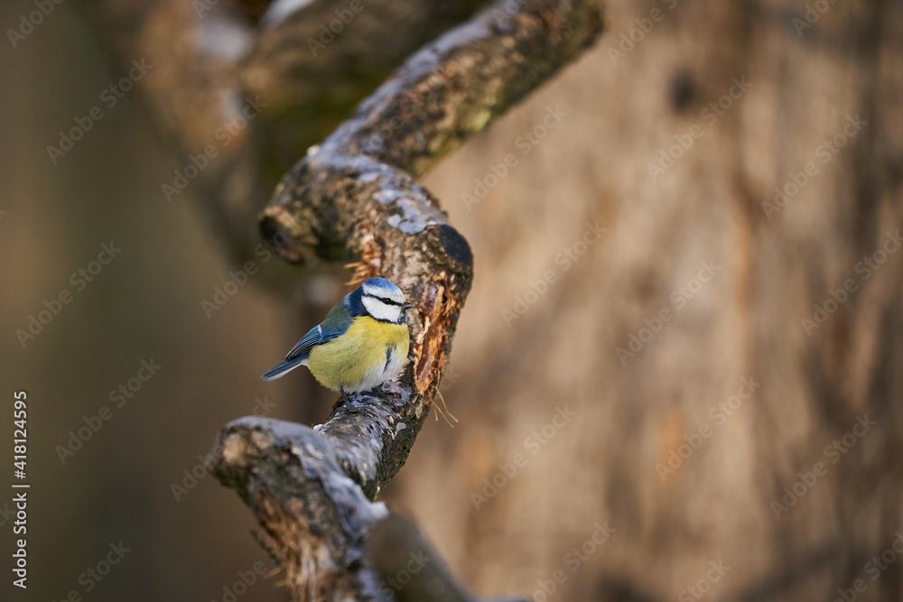 Blue Tit (Parus Caeruleus) cute blue and yellow songbird Blue Tit (Parus Caeruleus) cute blue and yellow songbird
