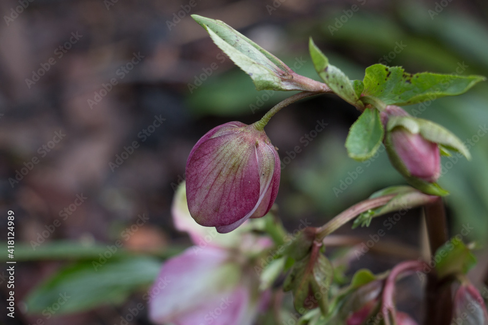 Pink hellebore flower bud, Helleborous orientalis, Lenten Rose, in springtime, close-up side view, blurred background Pink hellebore flower bud, Helleborous orientalis, Lenten Rose, in springtime, close-up side view, blurred background