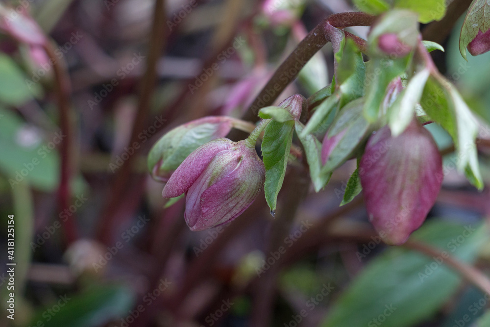 Pink hellebore flower buds Helleborous orientalis, Lenten Rose, close-up view blurred background Pink hellebore flower buds Helleborous orientalis, Lenten Rose, close-up view blurred background