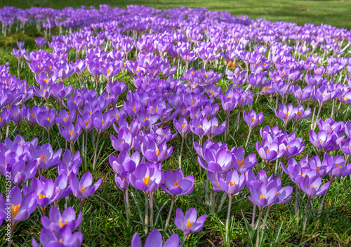 Carpet of Crocus