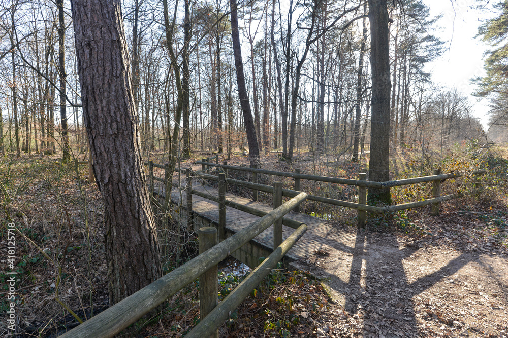 Chêne pédonculé, quercus robur, forêt domaniale de Sénart, 91, Essonne Chêne pédonculé, quercus robur, forêt domaniale de Sénart, 91, Essonne