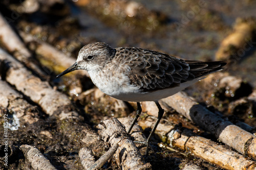 Bécasseau minute,.Calidris minuta, Little Stint