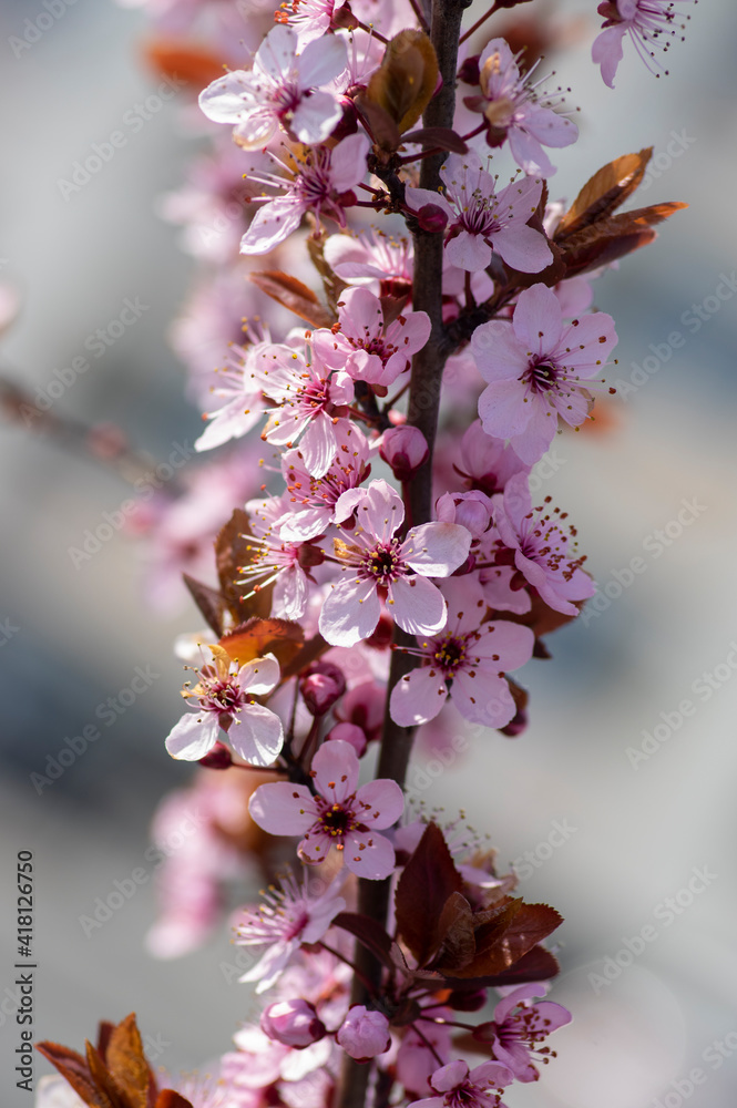 Canadian black plum Prunus nigra light pink flowers in bloom, beautiful flowering ornamental shrub with brown red leaves Canadian black plum Prunus nigra light pink flowers in bloom, beautiful flowering ornamental shrub with brown red leaves