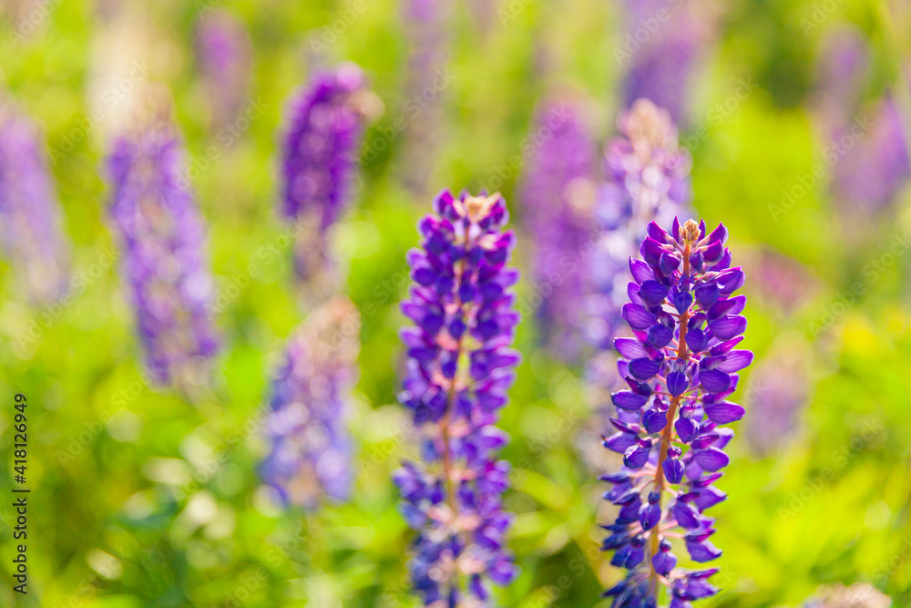 Obraz premium Beautiful blooming lupine flowers in spring time. Field of lupines plants background. Violet wild spring and summer flowers. Gentle warm soft colors selective focus, blurred background