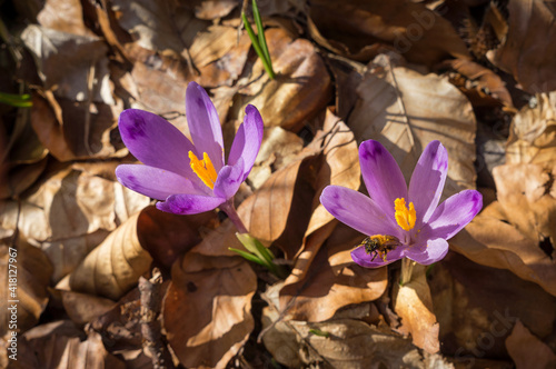 Beautiful pink crocus flowers (Safran, Geanthus) in the early spring forest. The first fragile flowers - symbol of spring