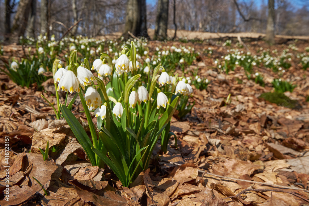 Fototapeta premium Leucojum vernum (spring snowflake) in the spring forest. Lovely first wild flowers. Spring concept.