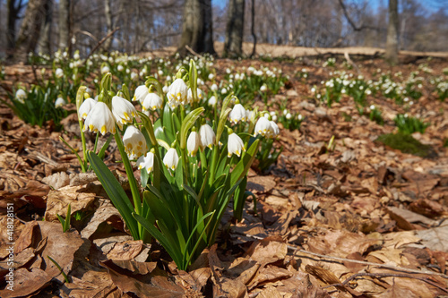 Leucojum vernum (spring snowflake) in the spring forest. Lovely first wild flowers. Spring concept.