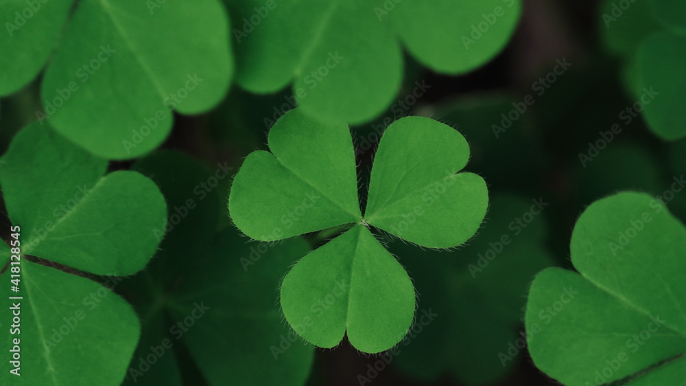 Close-up heart-shaped leaflets of lemon clover or yellow woodsorrel (Oxalis spp.) a herbaceous ground cover weed plant resemble a clover in shape on dark background. Close-up heart-shaped leaflets of lemon clover or yellow woodsorrel (Oxalis spp.) a herbaceous ground cover weed plant resemble a clover in shape on dark background.