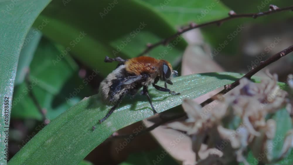 An older Common Carder bee Bombus pascuorum with ragged wings profile shot on a plant leaf An older Common Carder bee Bombus pascuorum with ragged wings profile shot on a plant leaf
