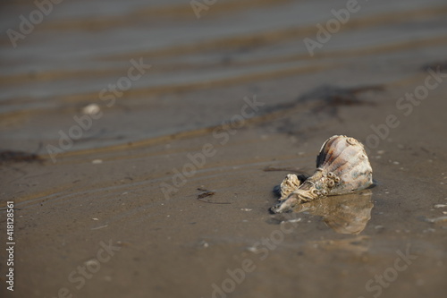 Old Lightning Welk shell with attached barnacles washed up in the tide; copy space