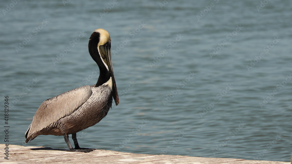 Fototapeta premium Single mature Brown Pelican standing on fishing dock in the sunshine along Texas gulf coast; dark neck indicates breeding season; concepts of alone, quiet and peaceful; copy space
