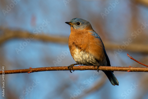 Eastern Bluebird (Sialia sialis) perching on a branch.