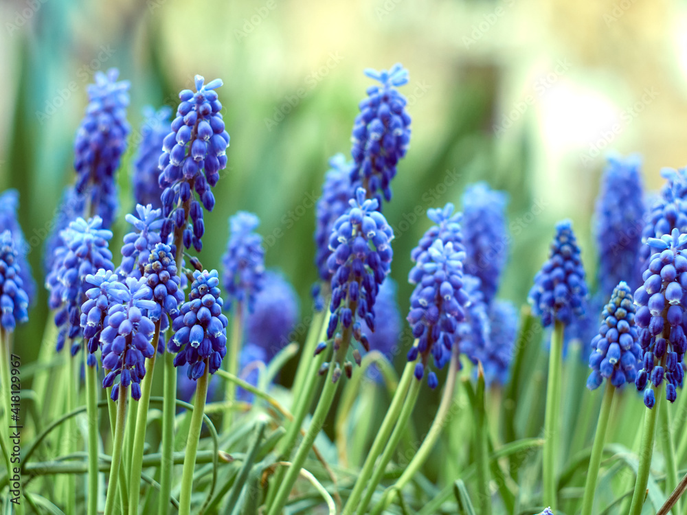 Muscari armeniacum plant with blue flowers. Muscari armeniacum plant with blue flowers.