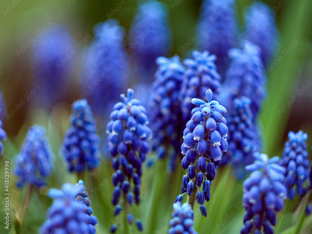 Muscari armeniacum plant with blue flowers. Muscari armeniacum plant with blue flowers.