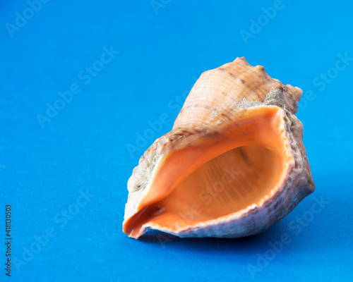 Seashell isolated on a blue background. Sea Snail Shell