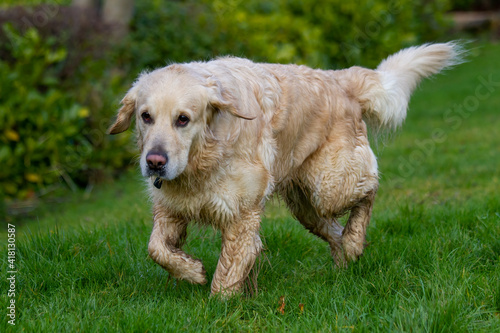 Grubby wet Golden Retriever