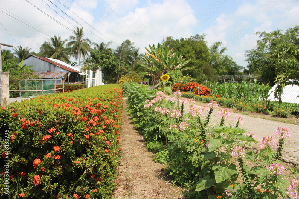 Countryside landscape, with beautiful flower fences in Vietnam