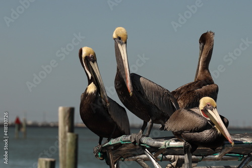 Four brown pelicans (Pelecanus occidentalis) sitting on boat canopy hoping for a handout from fisherman; along Texas Gulf Coast 