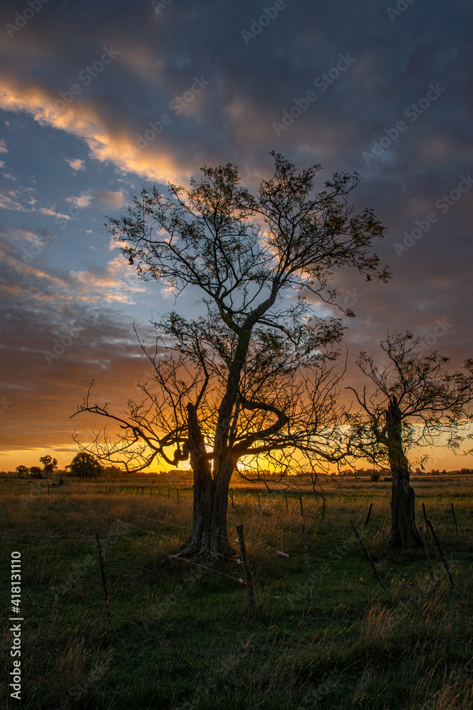 Trees at sunset in Buenos Aires Province, Argentina