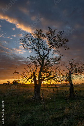 Trees at sunset in Buenos Aires Province, Argentina