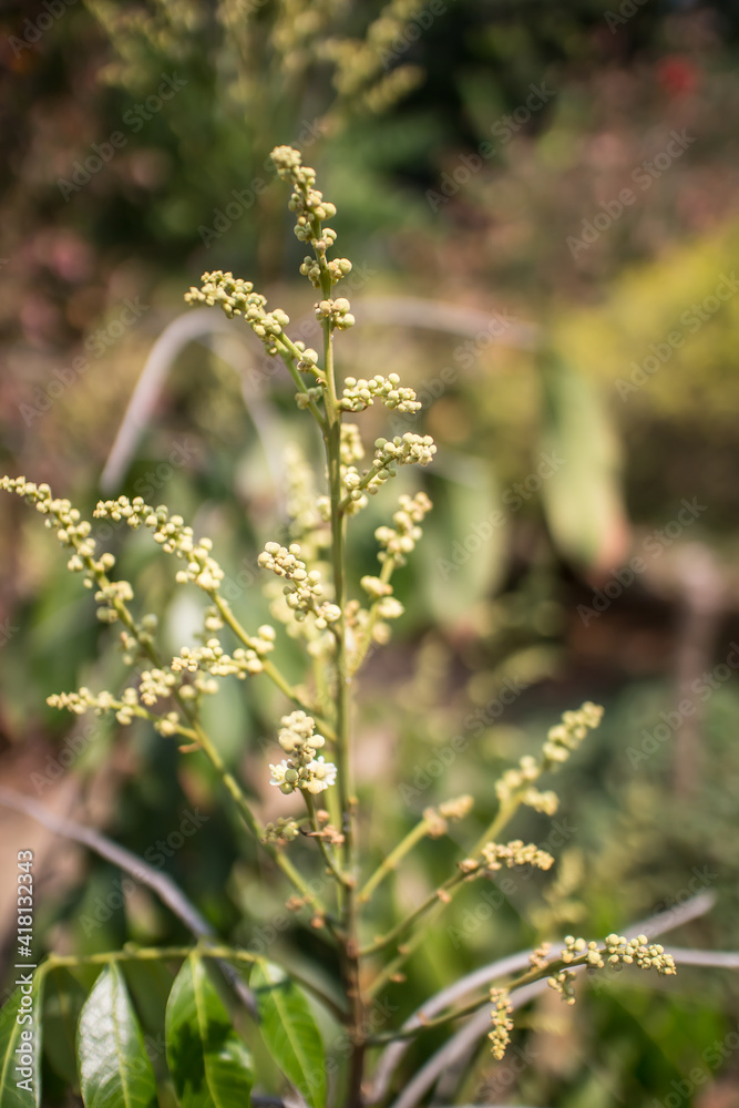 Close up of longan flower