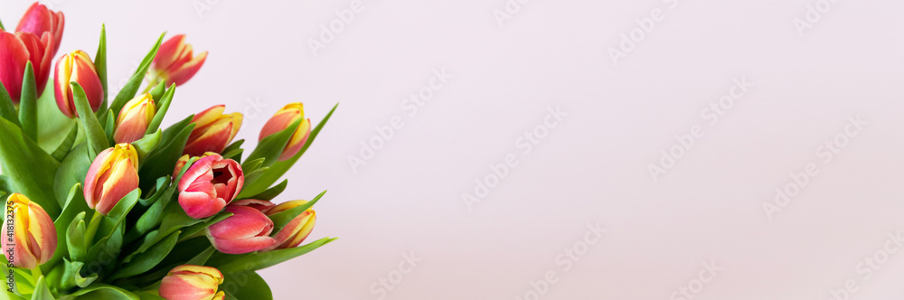 Spring flowers. Banner-a bouquet of pink and yelloy tulips on a pink background. Congratulations on International Women's Day, March 8, birthday, mother's Day. Copy space. Mock up. Soft focus.