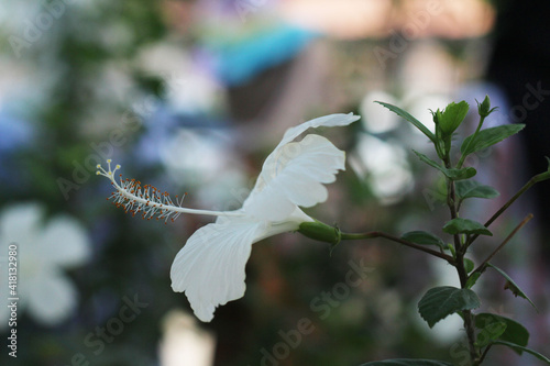 White hibiscus flower in nature and in the garden.