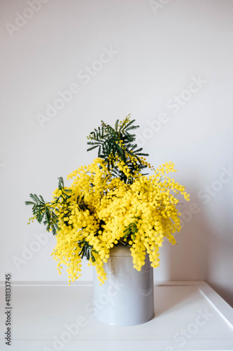 Big bunch of yellow mimosa flowers in full bloom in vase against white background. Spring still life. Copy space.