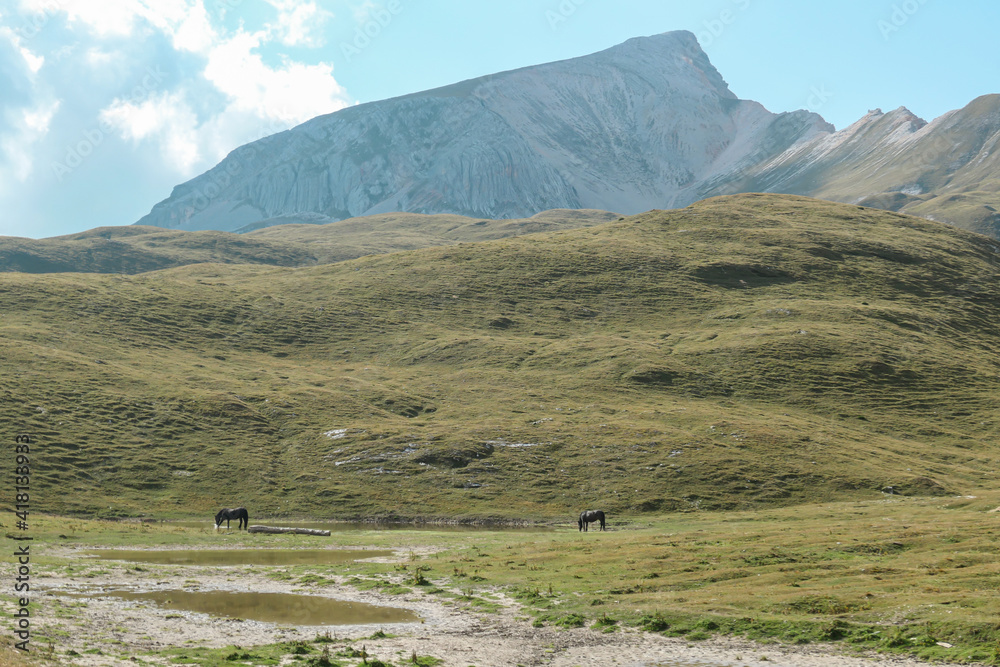 Two horses grazing by a small pong on a high plateau in Italian Dolomites. There are golden mountain slopes around. High mountain chains in the back. Desolated and remote landscape. Freedom
