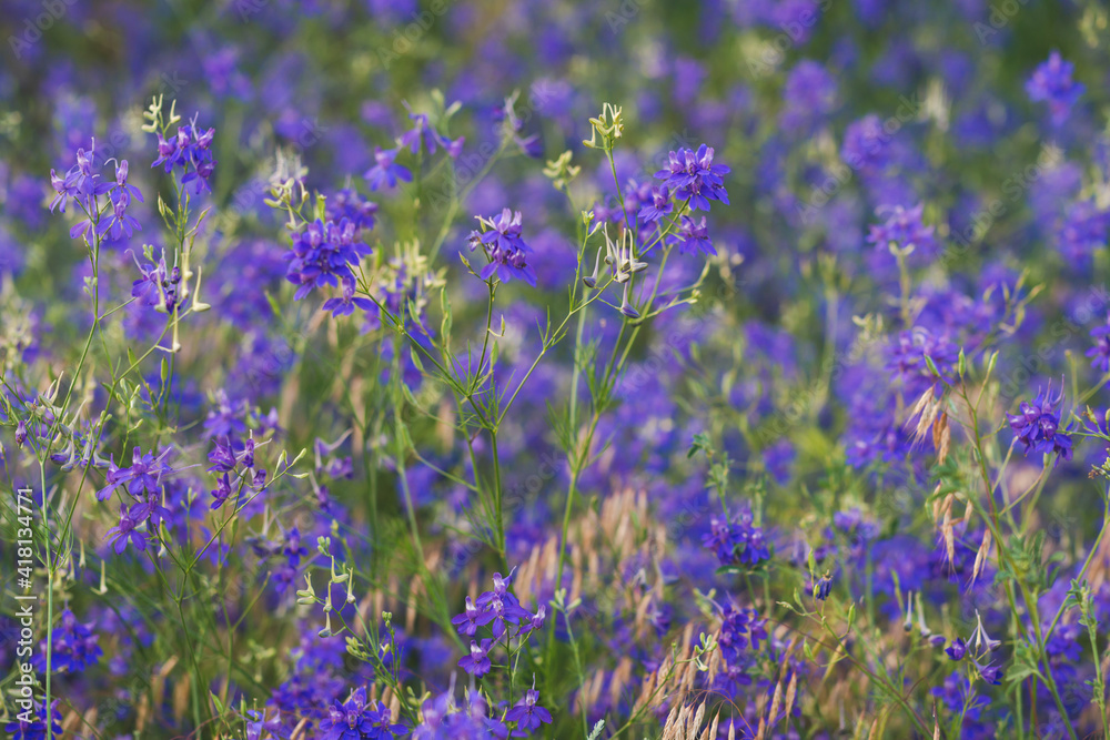 Naklejka premium Violet wild flowers background with selective focus and blurred background