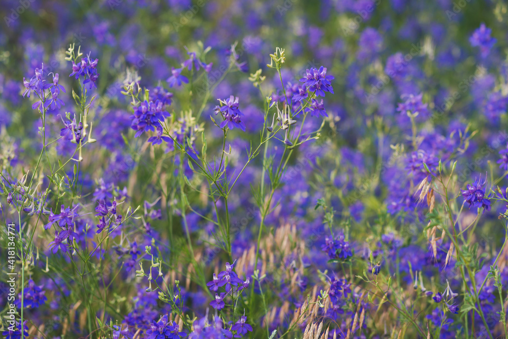 Violet wild flowers background with selective focus and blurred background