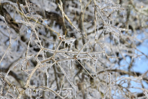 frost on branches Texas Hill country Fredericksburg © Evgeny
