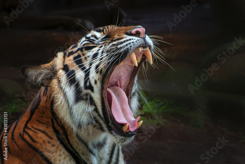 Portrait of a tiger yawning, Indonesia