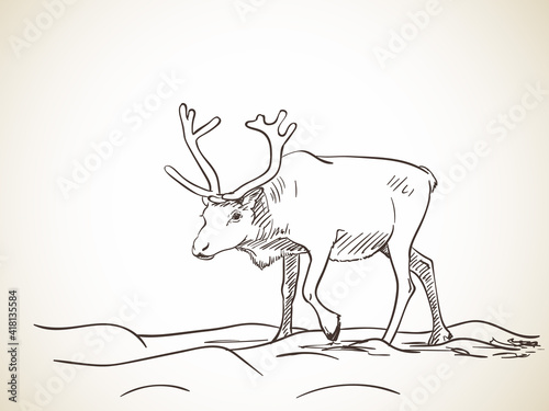reindeer hand drawn vector