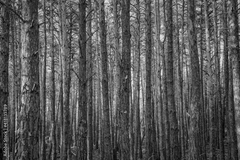 Bosque en blanco y negro