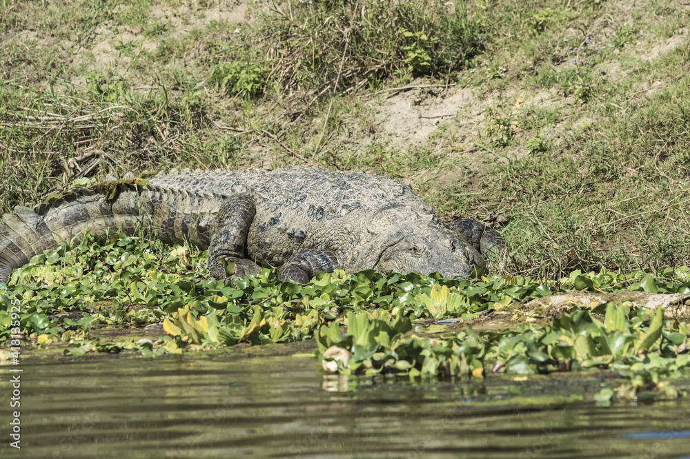 Mugger crocodile (Crocodylus palustris) or Marsh Crocodile on a riverbank, Chitwan National Park, UNESCO World Heritage Site, Nepal Mugger crocodile (Crocodylus palustris) or Marsh Crocodile on a riverbank, Chitwan National Park, UNESCO World Heritage Site, Nepal